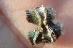 Polycyathus verrilli