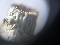 Polycyathus verrilli