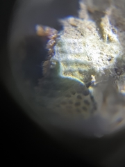 Polycyathus verrilli