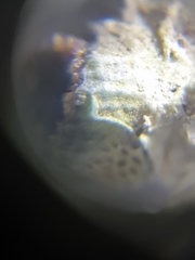 Polycyathus verrilli