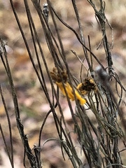 Helenium amarum