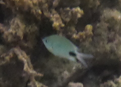 Abudefduf sparoides