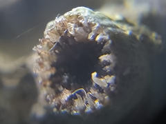 Polycyathus verrilli