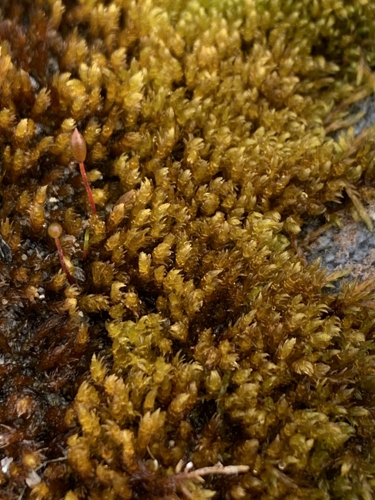 Hygrohypnella polaris