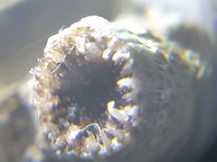 Polycyathus verrilli