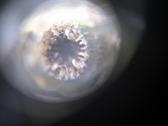 Polycyathus verrilli