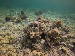 Abudefduf sparoides