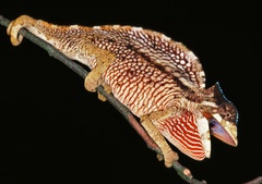 Crested Chameleon photo 3