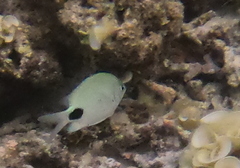 Abudefduf sparoides