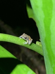 Pristimantis ventrimarmoratus