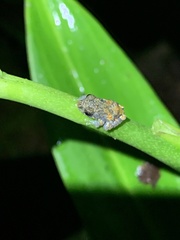 Pristimantis ventrimarmoratus