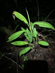 Pristimantis ventrimarmoratus