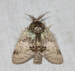 Farigia