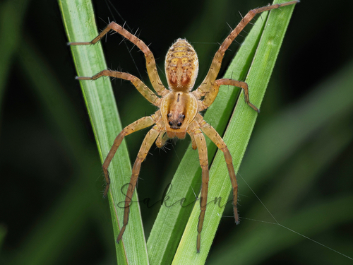 Pardosa pseudoannulata (Bösenberg & Strand, 1906)