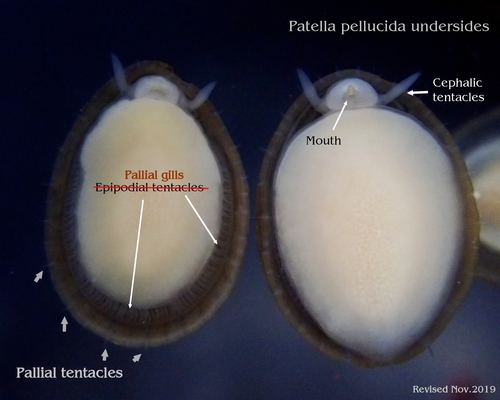 Blue-rayed Limpet