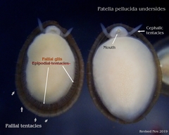 Patella pellucida