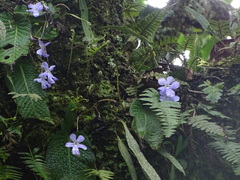 Streptocarpus silvaticus