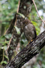 Accipiter francesiae