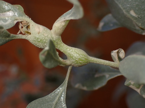 Stefaniella trinacriae