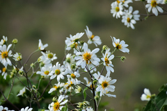 Montanoa bipinnatifida