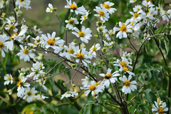 Montanoa bipinnatifida