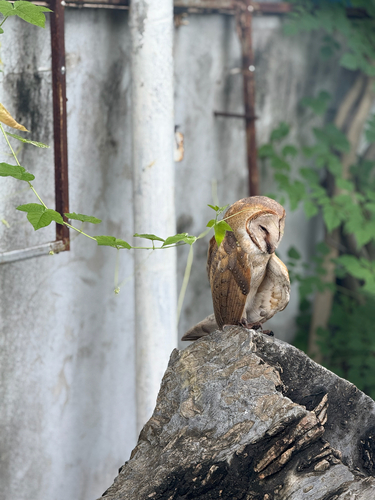 Eastern Barn Owl
