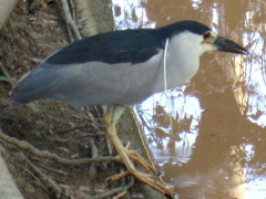 Nycticorax nycticorax