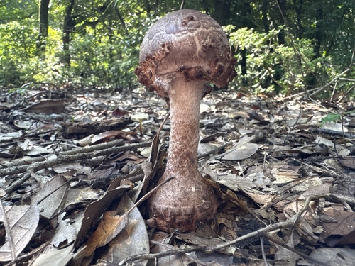 Amanita sculpta