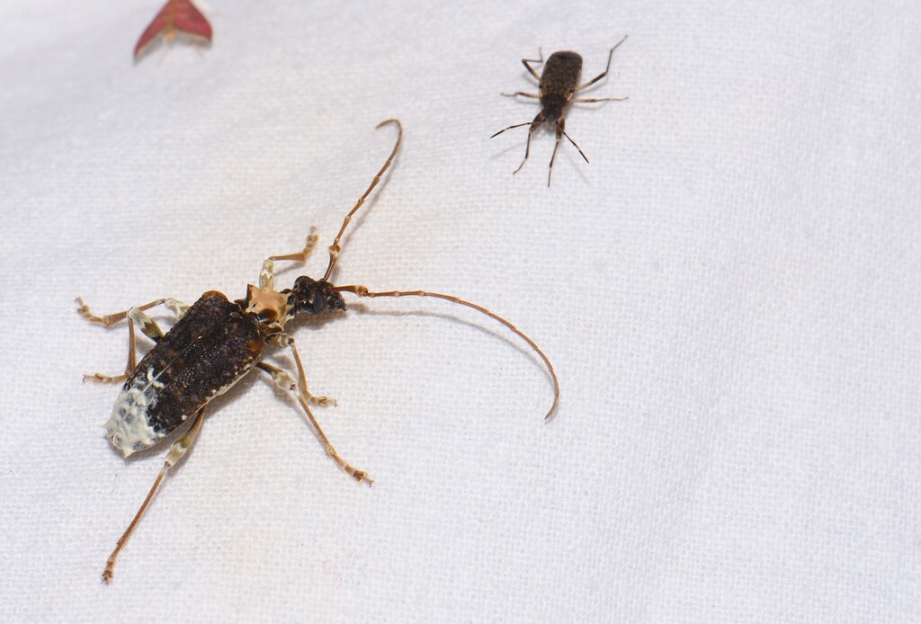 Apiocephalus licheneus