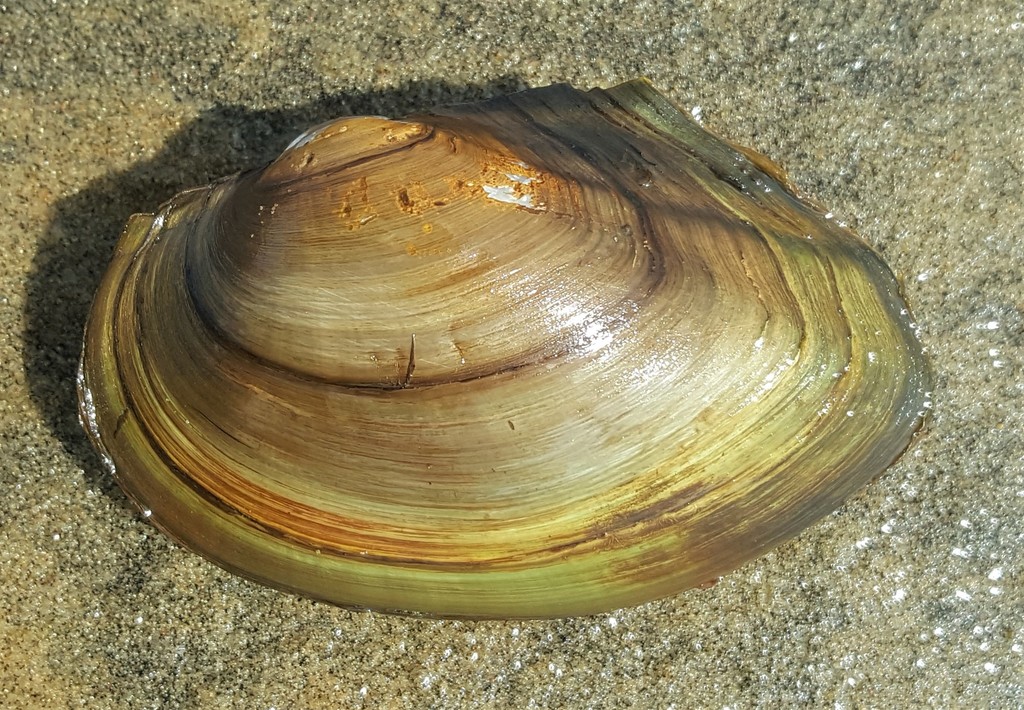 Giant Floater