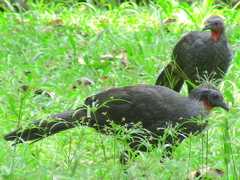 Penelope superciliaris