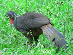 Penelope superciliaris