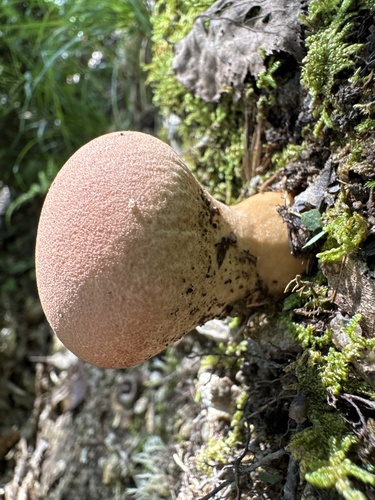 Calvatia