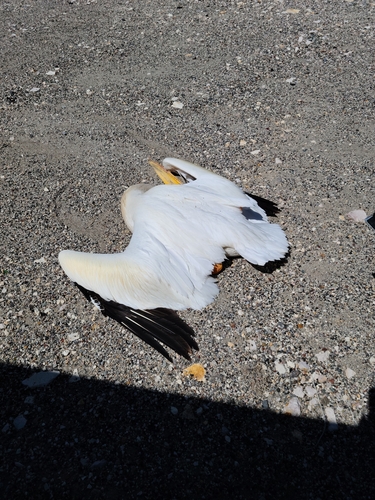 American White Pelican photographed in Nevada