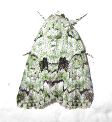 Blenina squamifera