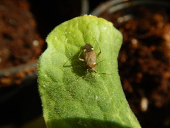 Closterotomus annulus