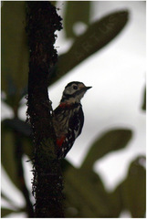 Dryobates cathpharius