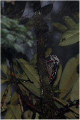 Dryobates cathpharius