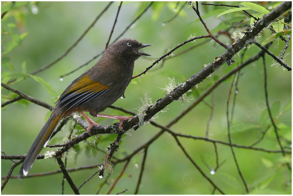 Elliot's Laughingthrush