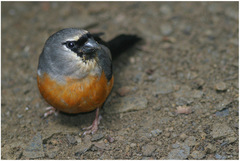 Pyrrhula erythaca