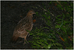 Tragopan temminckii