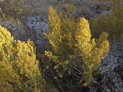 Ericameria paniculata