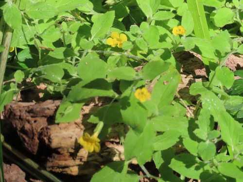 Erythranthe ptilota (Erythranthe ptilota)