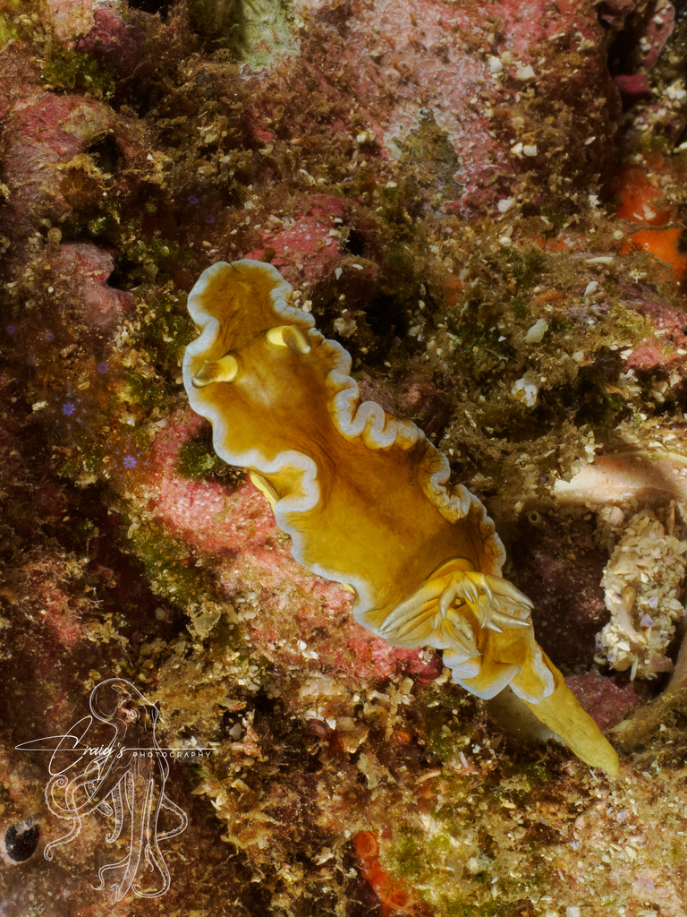Doriprismatica dendrobranchia