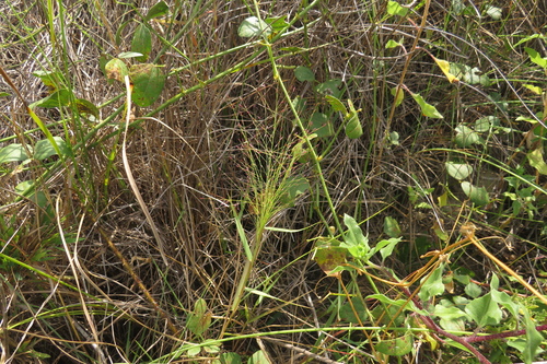 Eragrostis silveana iNat (1)
