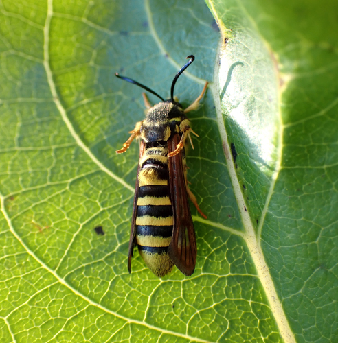 Raspberry Crown Borer photo 3
