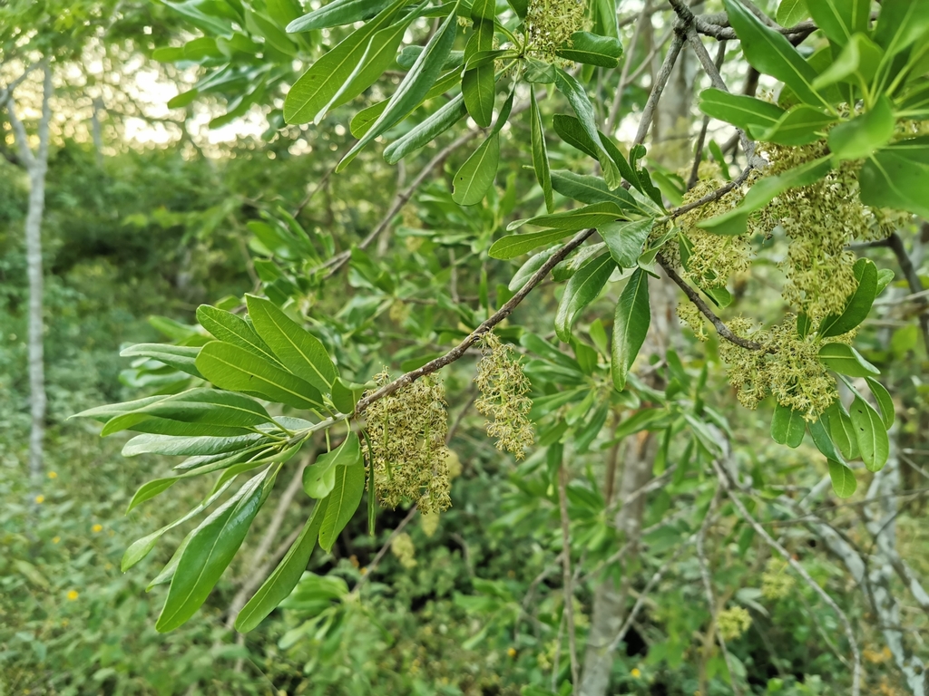 Forchhammeria pallida