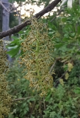 Forchhammeria pallida