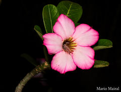 Adenium obesum
