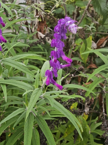 Salvia leucantha